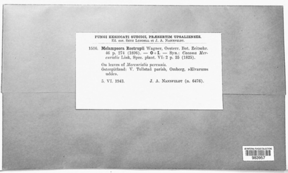 Melampsora rostrupii image